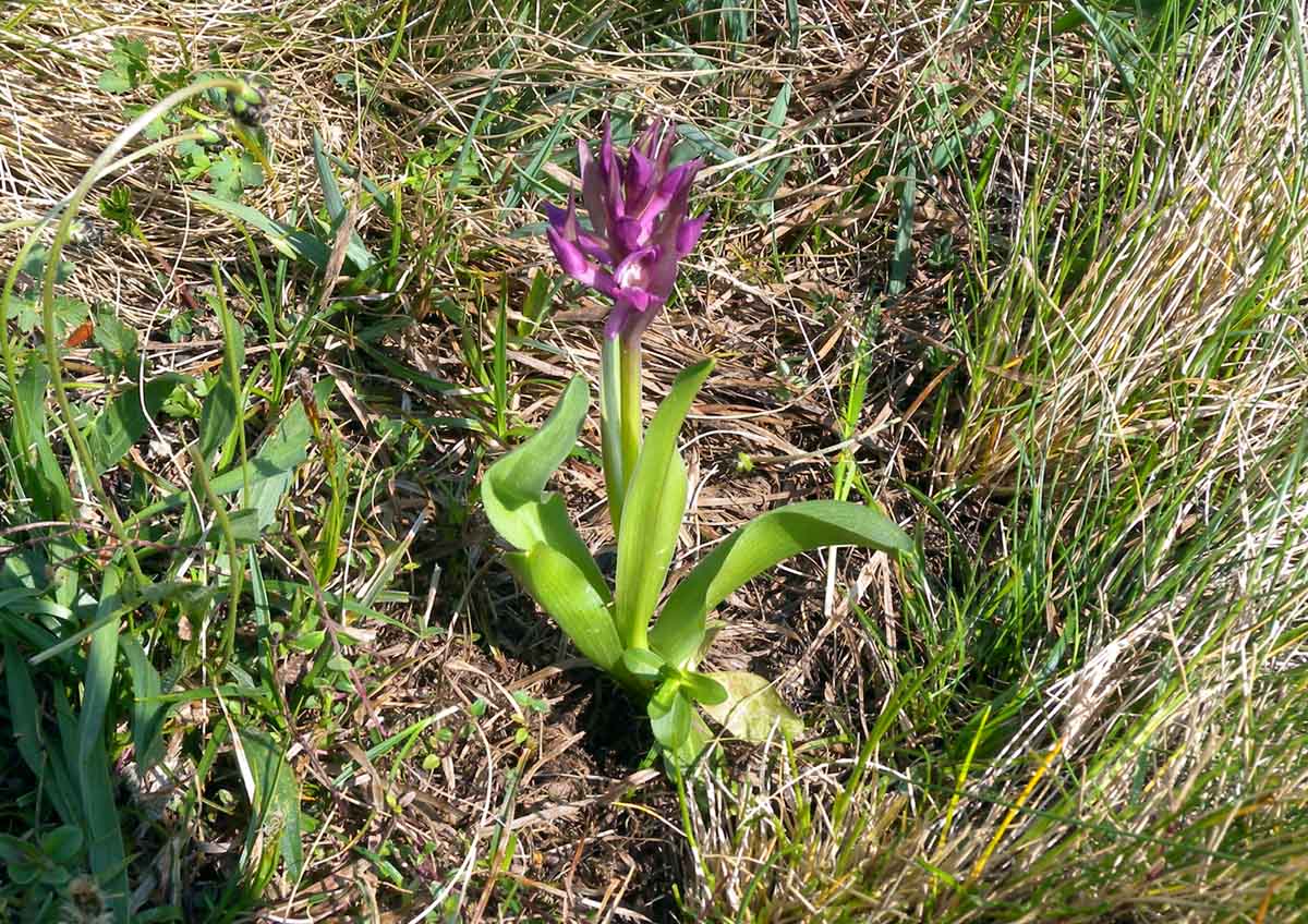 orchidea alpina: Dactylorhiza sambucina